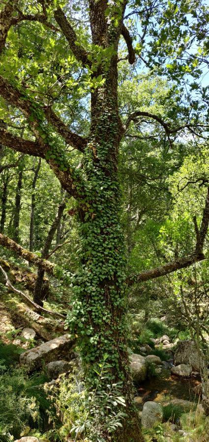 Hotel Ribera Del Corneja Navacepedilla de Corneja Eksteriør bilde